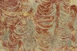 Polished Stromatolite (Inzeria) From Russia - Million Years #362946-1